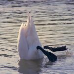 Photo of a the bottom half and legs of a swan sticking up out of the water.