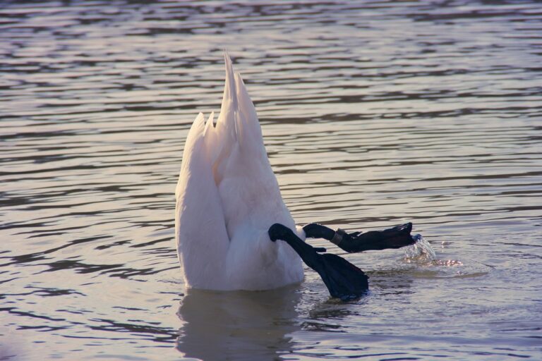 Photo of a the bottom half and legs of a swan sticking up out of the water.