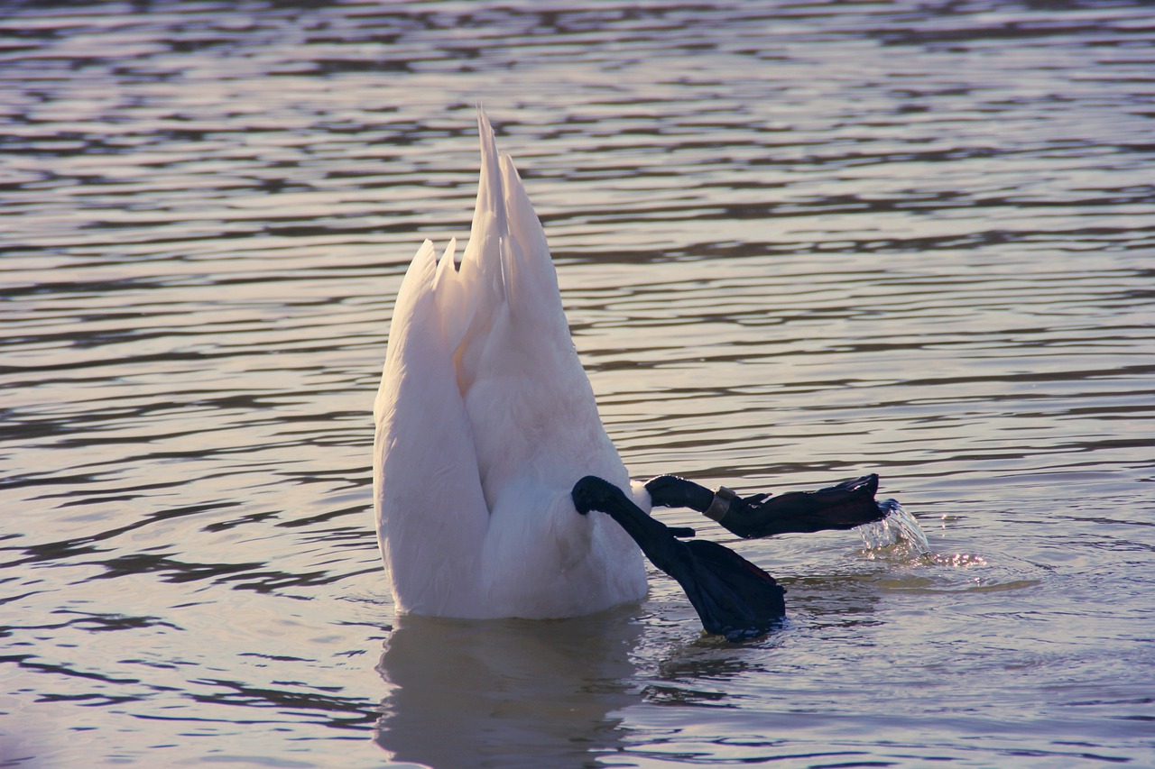 Photo of a the bottom half and legs of a swan sticking up out of the water.