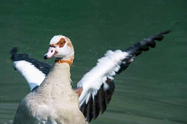 photo of a duck getting ready to take flight from the water.